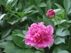 芍药花开1