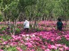 芍药花开1