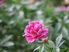 芍药花开1