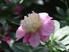 芍药花开1