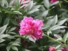 芍药花开1