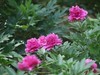 芍药花开1