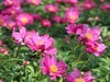 芍药花开1