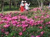 芍药花开1