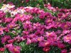 芍药花开1
