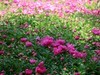 芍药花开1