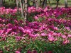 芍药花开1