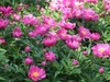芍药花开1