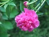 芍药花开1