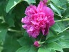 芍药花开1