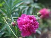 芍药花开1