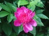 芍药花开1
