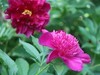 芍药花开1