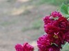 芍药花开1