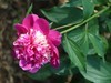 芍药花开1