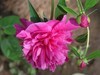 芍药花开1