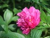 芍药花开1