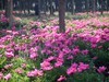 芍药花开1