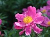 芍药花开1