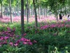 芍药花开1