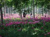 芍药花开1