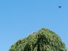 夏之景色