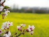 胡埭富安油菜花