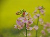 胡埭富安油菜花