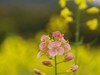 胡埭富安油菜花