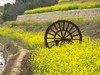 胡埭富安油菜花