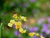 胡埭富安油菜花