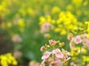 胡埭富安油菜花