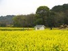 胡埭富安油菜花