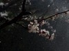 春分.杏花.蝶