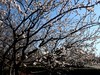 春分.杏花.蝶