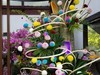 锡惠公园菊展
