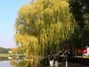 橘州公园--2