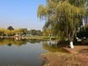橘州公园--2