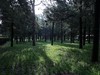景山春色