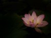 夏日荷影（三）