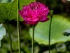 荷塘悦色（6）
