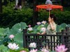 荷塘悦色（5）