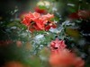 丰花月季
