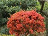 拍摄花卉一（579）