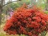 拍摄花卉一（579）