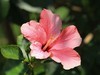 拍摄花卉一（579）