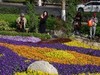 赏花