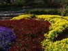赏花