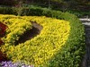 赏花