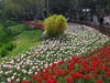 赏花